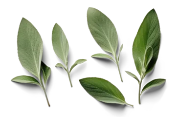 Fotobehang several salvia leaves, png file of isolated cutout object with shadow on transparent background. © Аrtranq