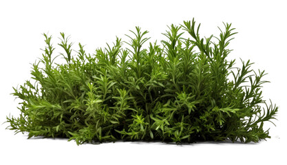 rosemary bush, png file of isolated cutout object with shadow on transparent background. - obrazy, fototapety, plakaty