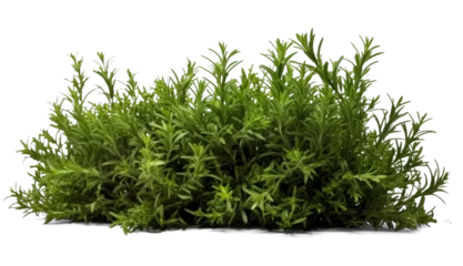 Foto op Plexiglas rosemary bush, png file of isolated cutout object with shadow on transparent background. © Аrtranq
