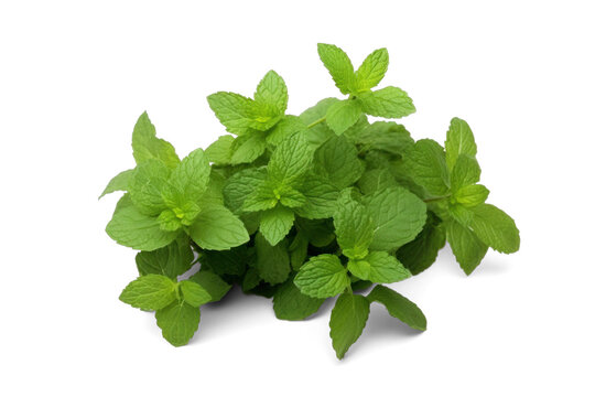 fresh green mint bush, png file of isolated cutout object with shadow on transparent background.