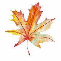 Watercolor maple autumn leaf hand drawn isolated clipart