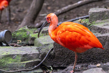 scarlet ibis bird