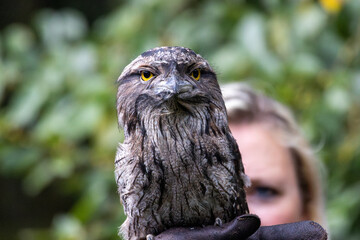 eagle owl portrait