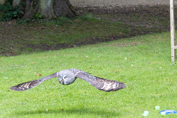 alligator in the grass