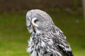 great horned owl