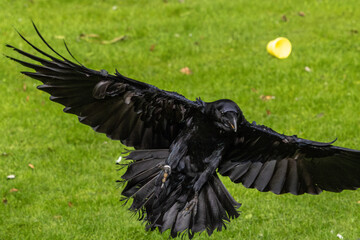 raven on the ground