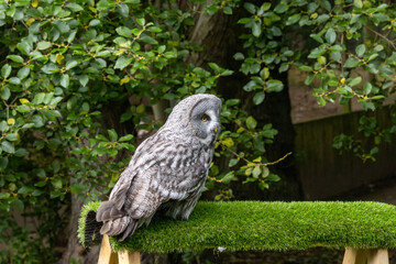 great horned owl