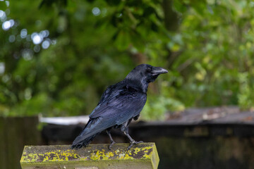raven on a fence