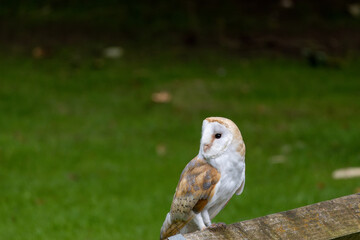 owl