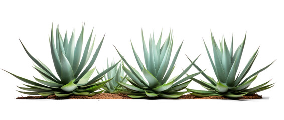 Fototapeta na wymiar three Agave bushes, png file of isolated cutout object on transparent background.