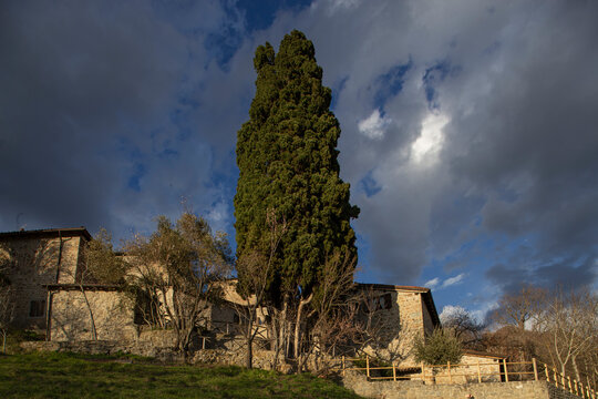A remarkable 700-year-old monumental tree, a mediterranean cypress (Cupressus sempervirens), hosted in the impressive medieval village of La Scola (Grizzana Morandi - Italy).