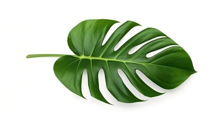 Monstera tropical leaves isolated on white background