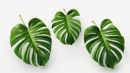Monstera tropical leaves isolated on white background