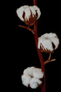cotton flowers growing on black background