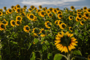 Uma pequena plantação de girassóis fotografada por detrás.