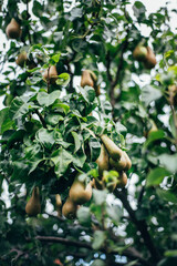 Fresh, homegrown and organic pears ready for harvest in garden, autumn harvest season