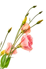 Eustoma flowers growing on a white background
