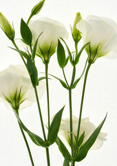 Obraz premium Eustoma flowers growing on a white background