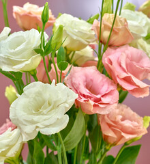 Eustoma flowers growing on a white background