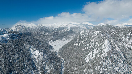 Obraz premium Winter snow and forest landscape.