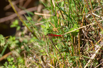 Red Dragonfly on a riverbend, Portugal Nature