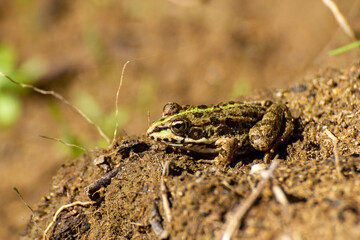 frog on the stone, Portugal