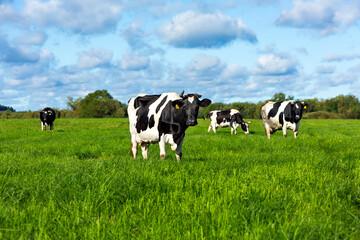 Several black and white cows sitting on a field for grazing on a summer day