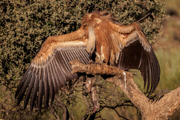 Griffon vulture (Gyps fulvus). Vulture eating carrion. 