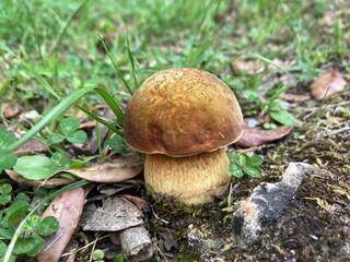 the lurid bolete (Suillellus luridus), formerly Boletus luridus  mushroom in the forest