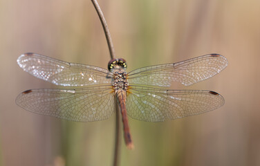 Close-up of a blood-red male darterfly (Sympetrum striolatum) sitting on a dry branch. The hunter is photographed from above