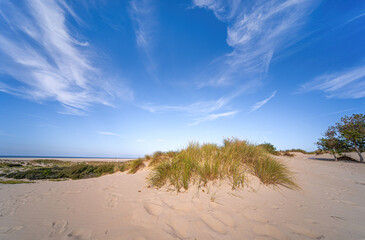 Dünenlandschaft auf der Nordseeinsel Borkum