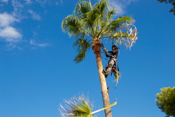 Latin palm pruner trimming the leaves of a palm tree in a garden.  Dangerous work. - obrazy, fototapety, plakaty