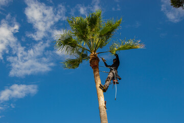 Palm tree trimmer cleaning a washingtonia palm tree