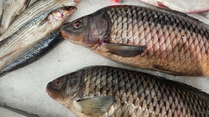 Laying out fresh fish on ice in a grocery store.