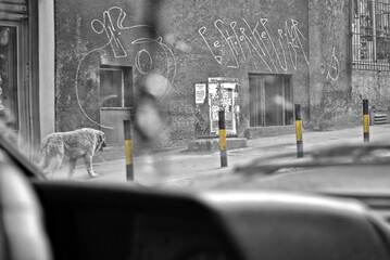 A stray dog ​​in a black and white world