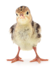 Obraz premium Chicken turkey isolated.