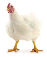 white hen isolated. - 651728389