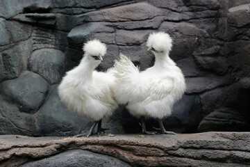 Two silkie bantam chickens are looking for food on the edge of a small pond. This bird has the...