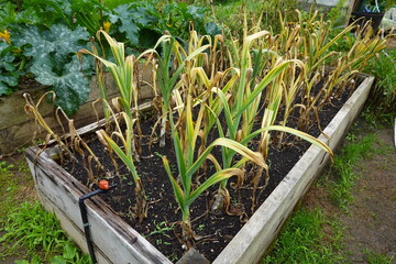 Garlic cultivation in the backyard garden. Plant garlic in a raised wooden bed. Final crop cycle to harvest garlic - obrazy, fototapety, plakaty