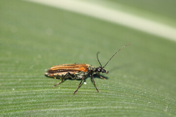 macrolophus caliginosus insect macro photo