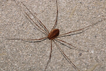 natural opilio dinaricus spider photo