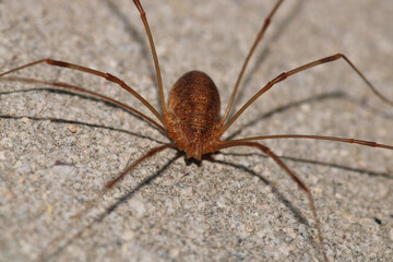 natural opilio dinaricus spider photo