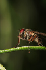 macro photo of housefly facing back