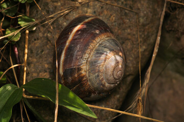 monacha cartusiana snail macro photo