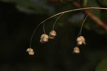 greater quaking grass plant macro photo
