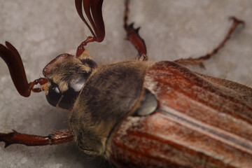 melolontha hippocastani insect macro photo