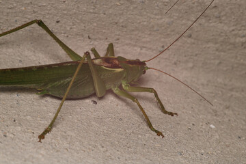 rufous grasshopper insect macro photo