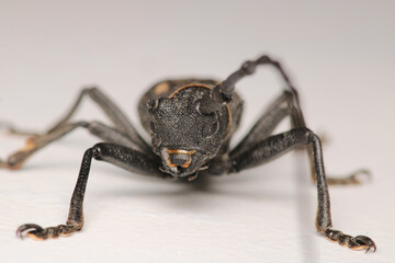 Morimus asper black insect macro photo