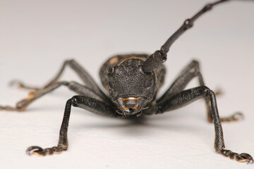 Morimus asper black insect macro photo