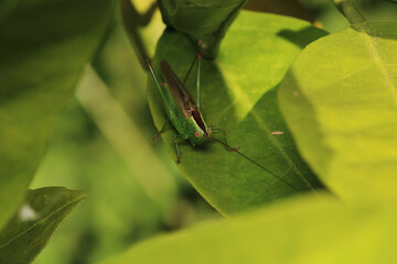 hexacentrus japonicus insect macro photo